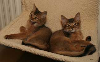 Jemima, Jump-Purr