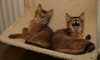 Jemima et Jump-Purr