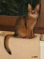 Jemima