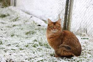 Jemima dans la neige, 2 ans et demi