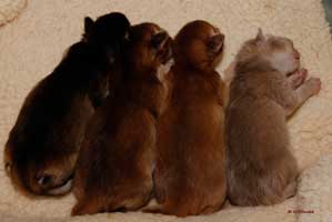 les 4 chatons, 7 jours
