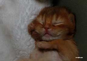 F1, 12 jours