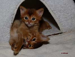 femelles sorrel et chocolat, un mois