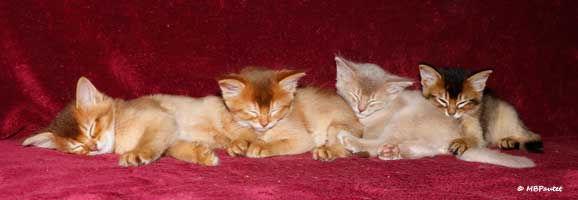 chatons 6 semaines