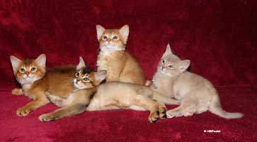 chatons 6 semaines