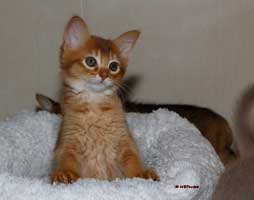 somali sorrel, 2 mois