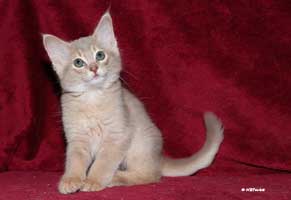 somali lilas, 2 mois