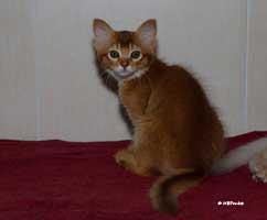 Nugget, somali sorrel, 10 semaines