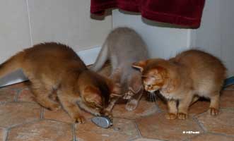 Noisette, Nougat et Nugget