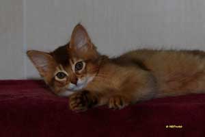 Noisette, somali chocolat, 10 semaines