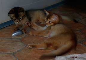 Neko et Noisette