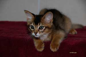 Neko, somali lièvre, 10 semaines