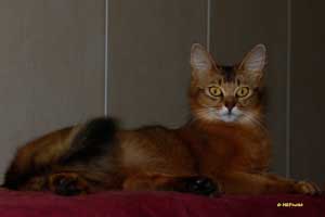 Jemima