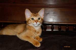 somali sorrel, 3 mois