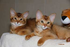 Noisette et Nugget regardent