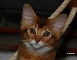 somali chocolat, 3 mois