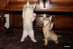 Nougat et Neko dansent