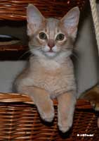 somali lilas, 3 mois