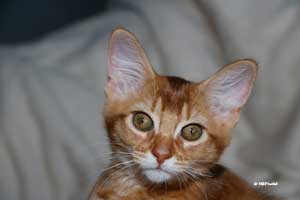 somali sorrel, 3 mois et demi