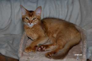 somali sorrel, 3 mois et demi