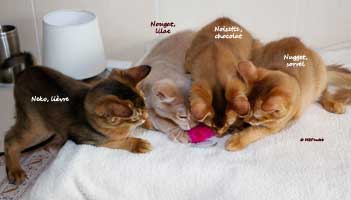 somali sorrel, 3 mois et demi