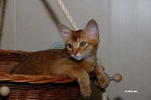 somali sorrel, 4 mois