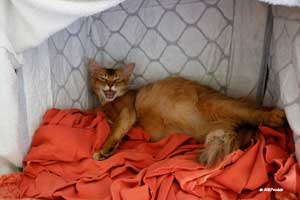Noisette in her maternity box