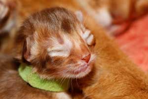 cinnamon head 5 days