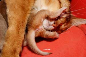 under mom's nose