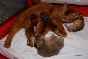 Noisette and 6 kittens 11 days