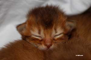 F7 sleeps