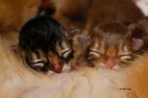 New-born ruddy and cinnamon