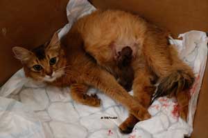 Jemima and her first-born