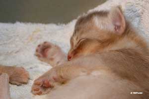 NM2 18 days old