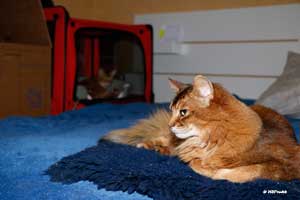 Brownie guards the nests