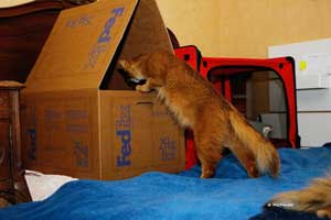 Noisette goes and checks on Jemima's nest