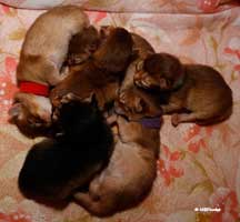 6 kittens 3 days old