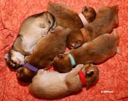 somali kittens 7 days old