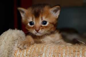 pépite, 25 jours