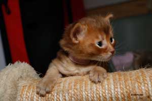 cinnamon somali 25 days old