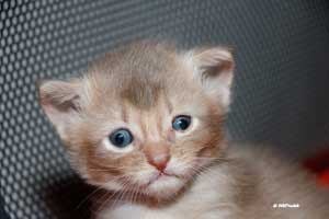 lilac somali, 25 days old