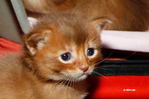 cinnamon male 25 days old