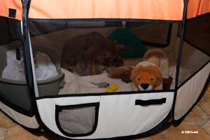 kitten enclosure