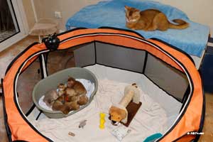 kitten enclosure from above