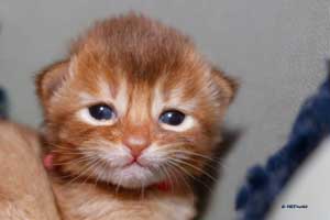 cinnamon female 2 weeks old