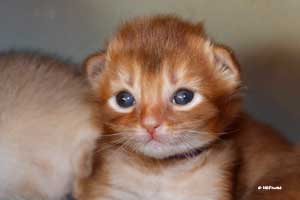 cinnamon male 2 weeks old