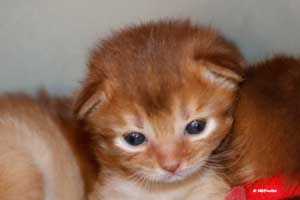 cinnamon male 2 weeks old