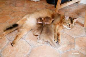 Jemima with a 2 week and a 4 week kitten