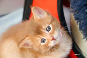 cinnamon somali 1 month old