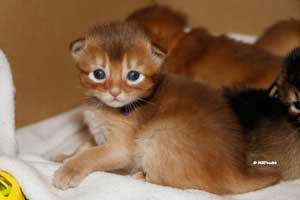 cinnamon somali 2.5 weeks old